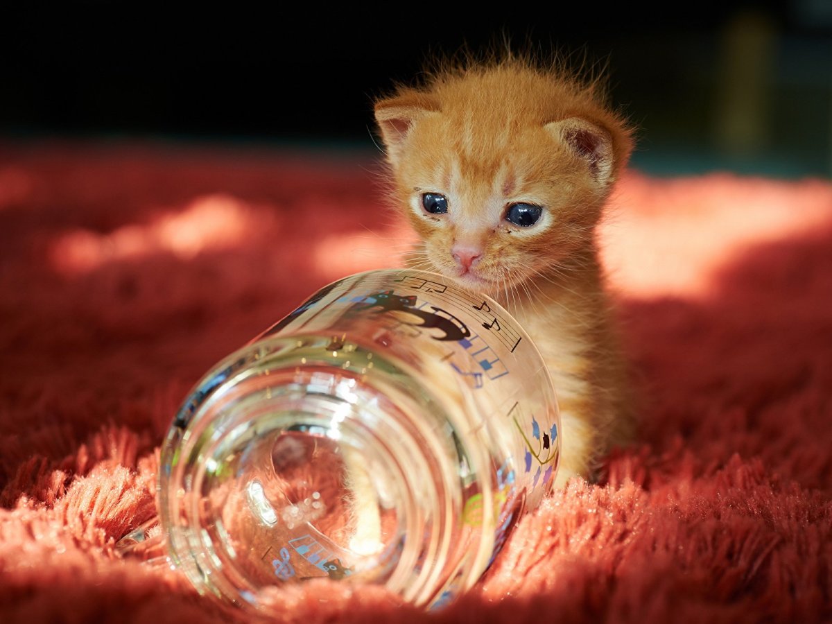 Котеночек в баночке