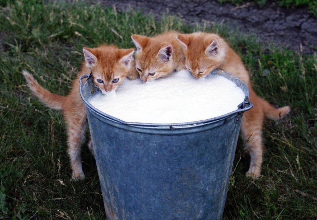 Ведро котят