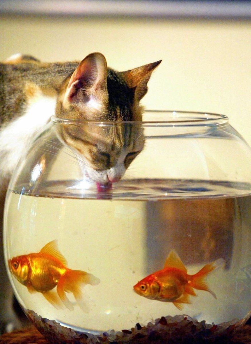 Аквариум с кошкой