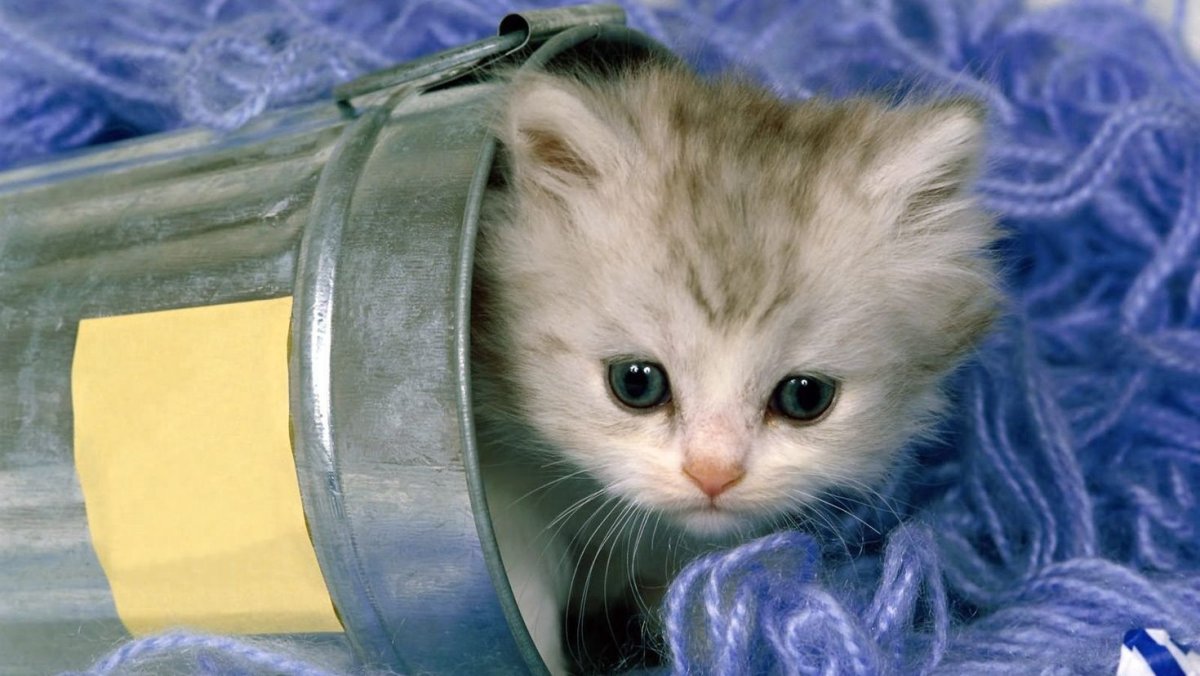 Милые котята