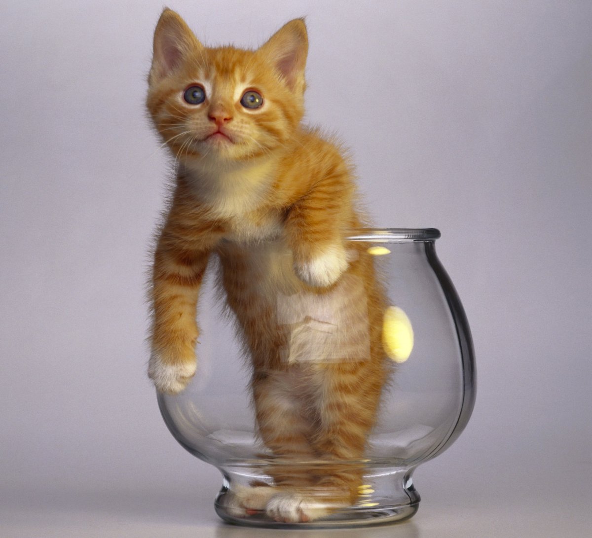 Котенок с рюмкой