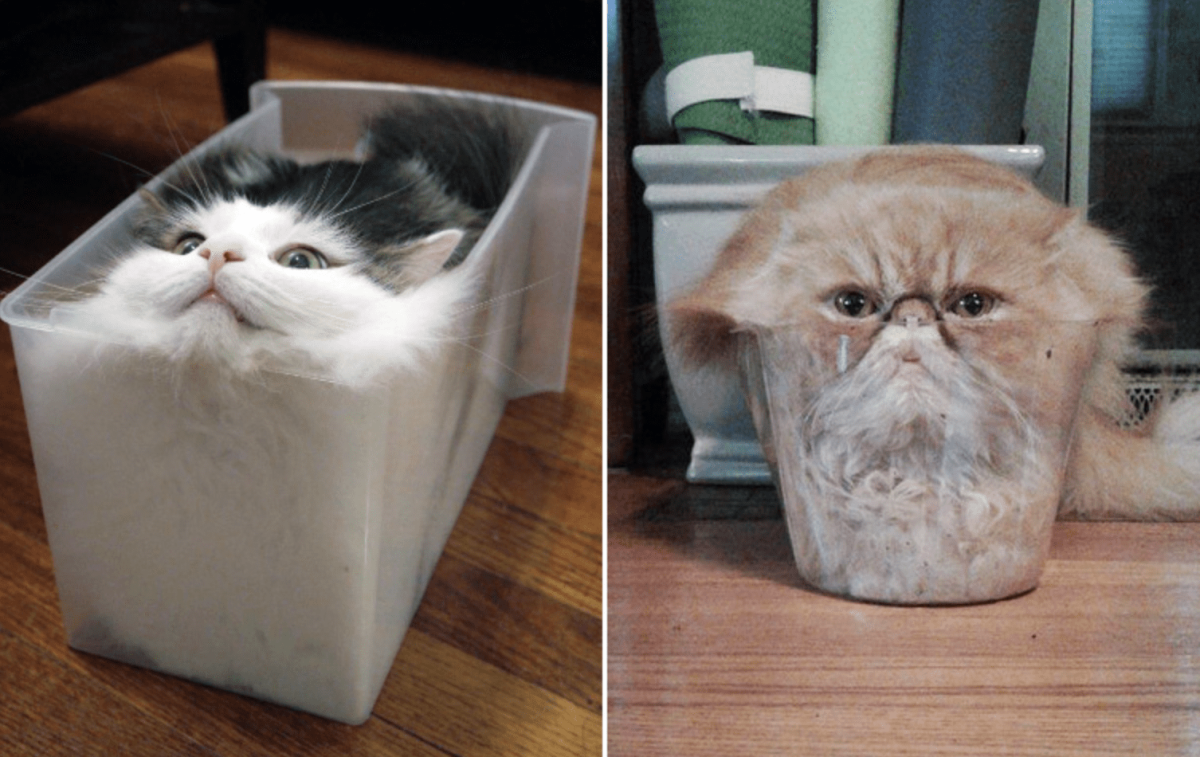 Котик растекся