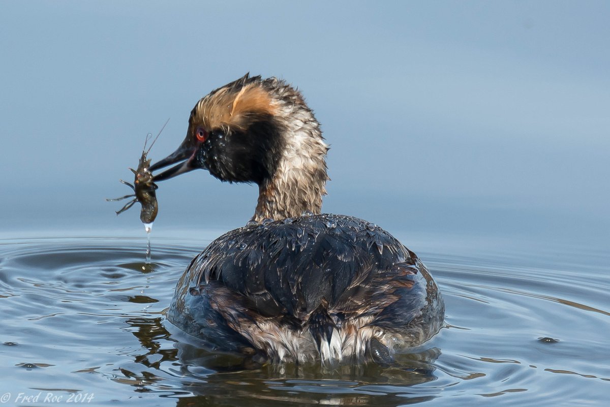 Гусеобразные питаются