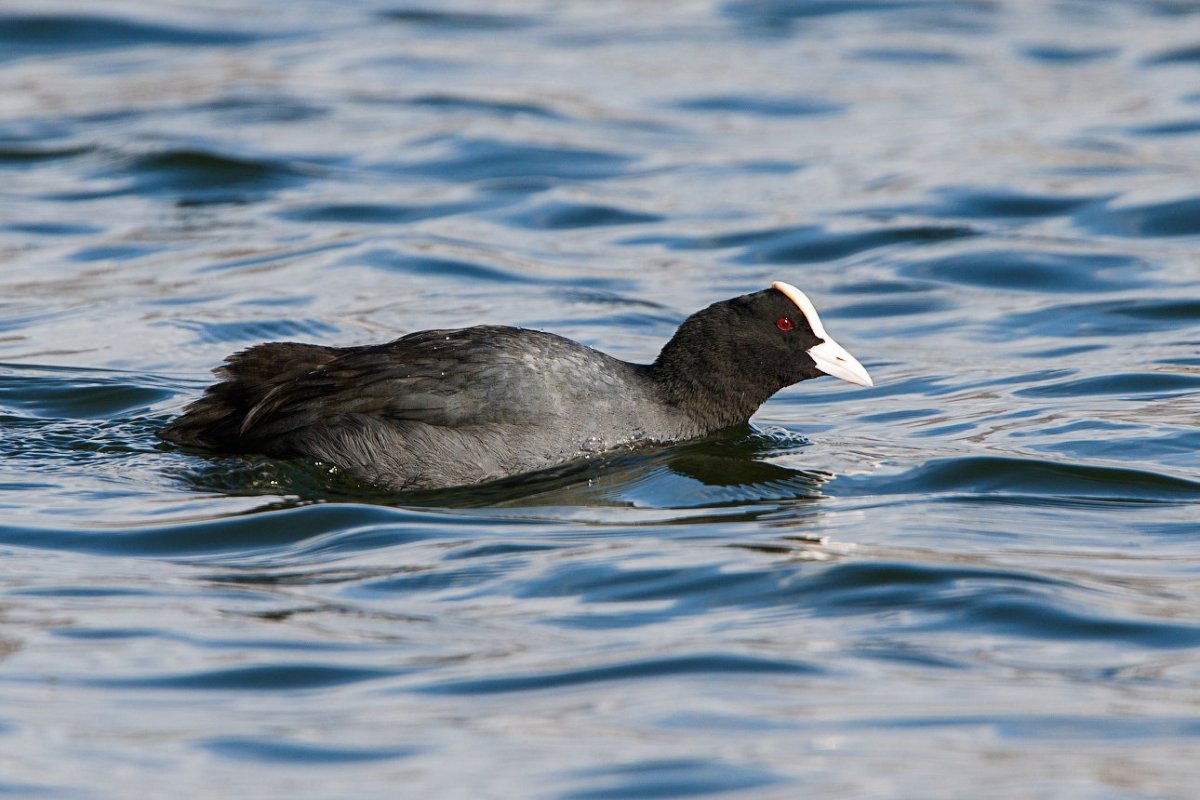 Лысухи водоплавающей птицы