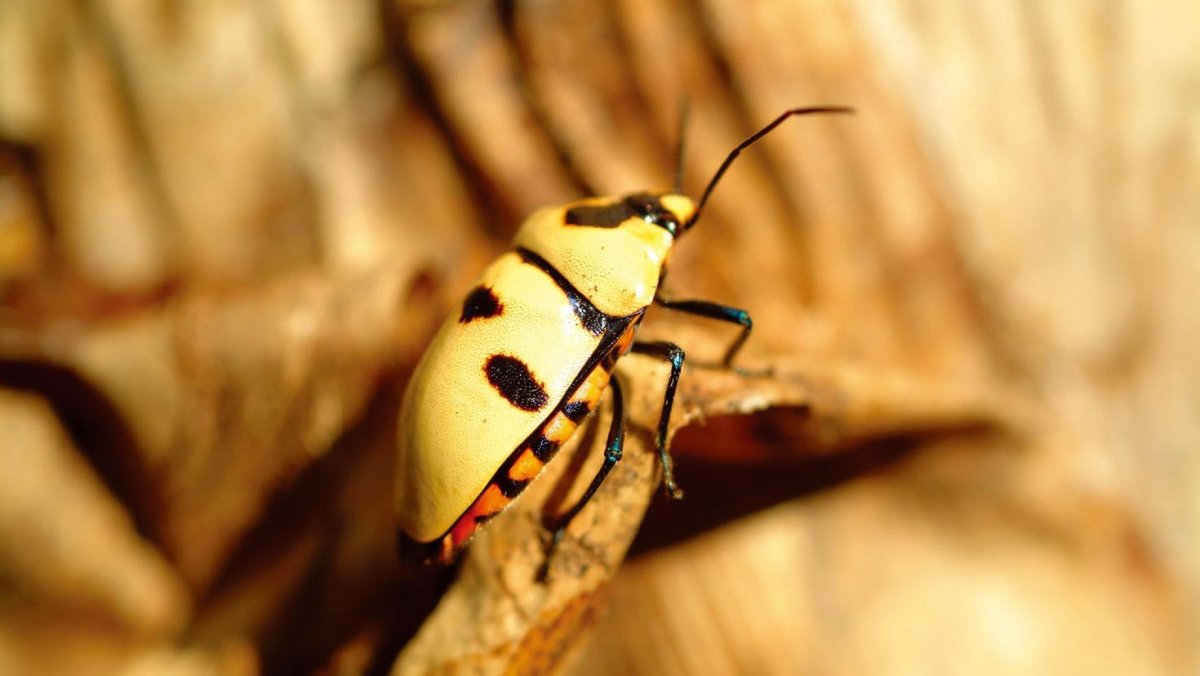 Западный пятнистый огуречный Жук