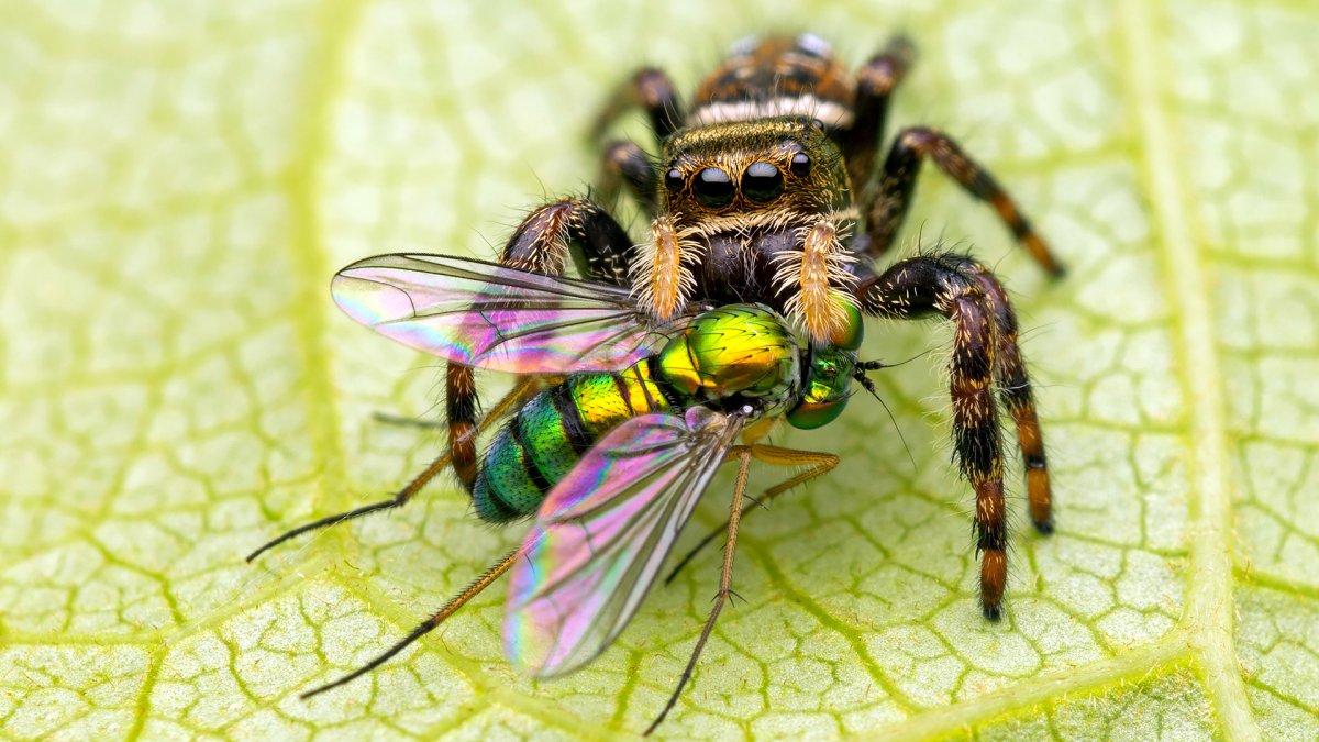 Малазийский богомол-Щитоносец