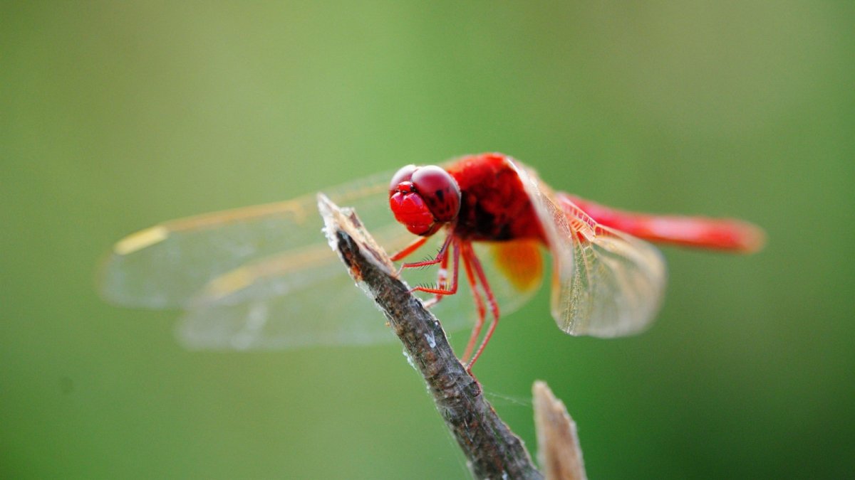 Насекомые на рабочий стол