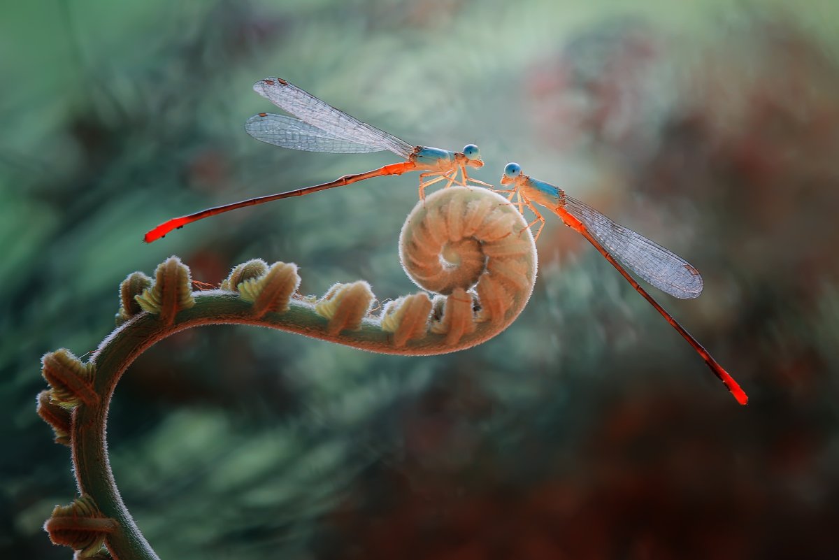 Насекомые, с полем