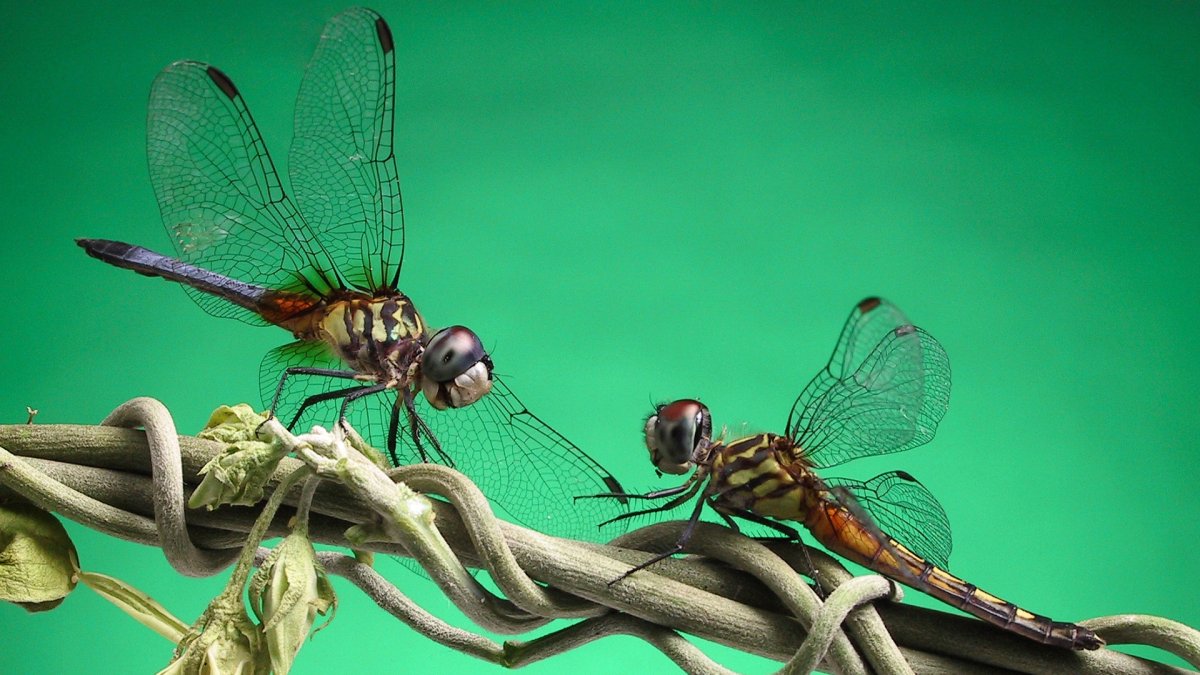 Spicebush Swallowtail гусеница