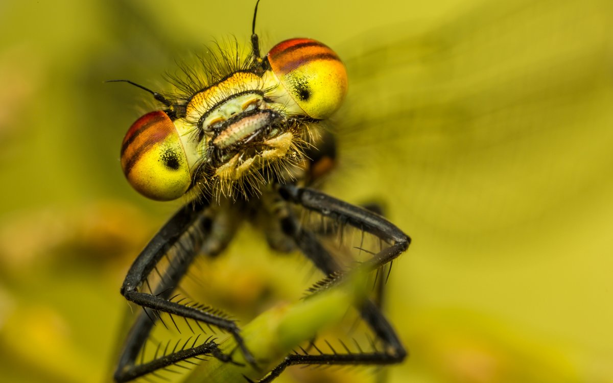 Насекомые HD