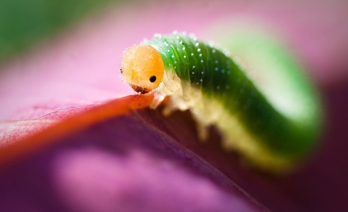 Субтропики Стрекозы насекомые