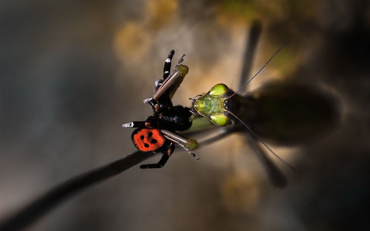 Chrysopidae (златоглазка)