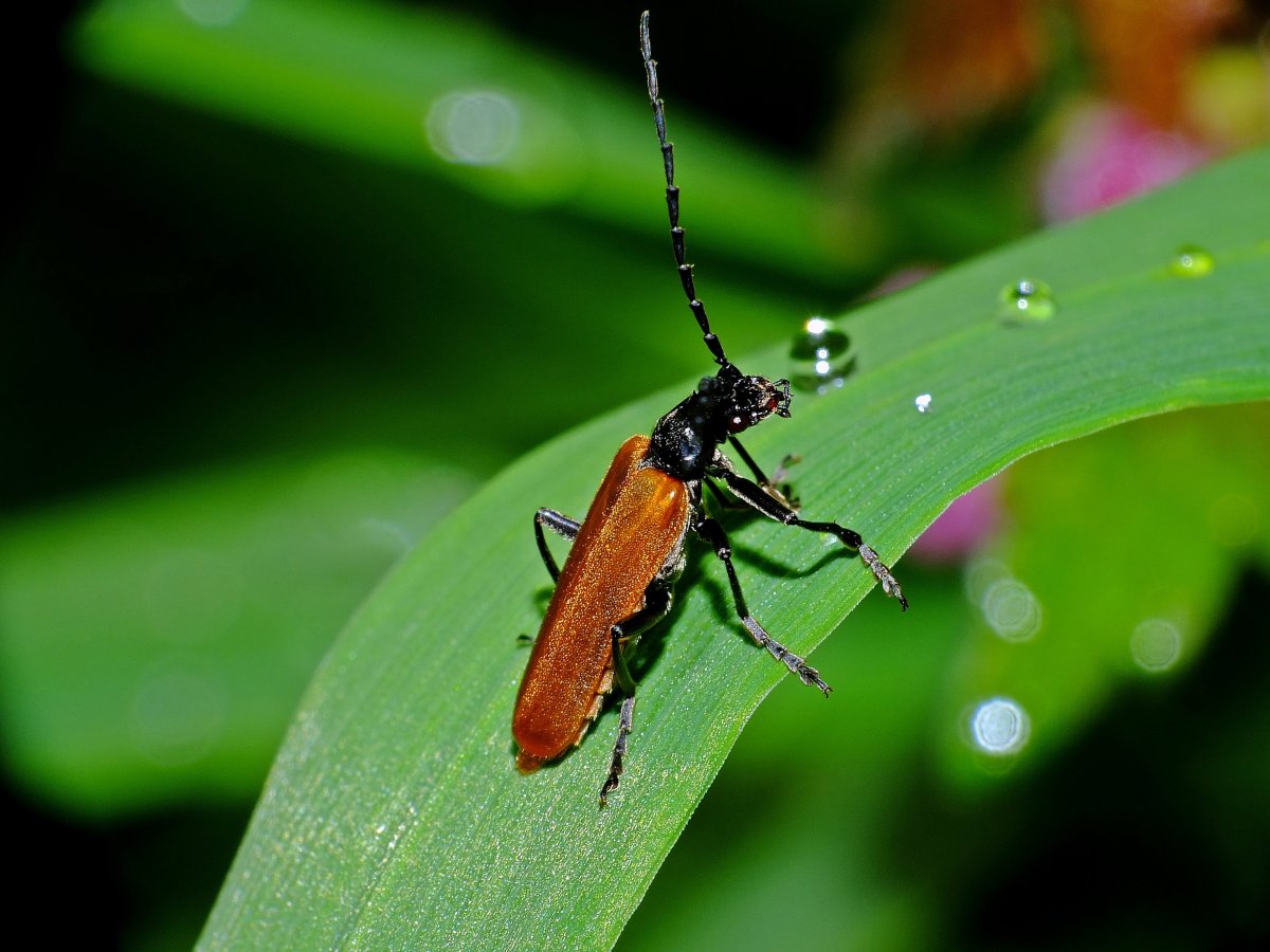Стрекоза Дозорщик Император зеленая