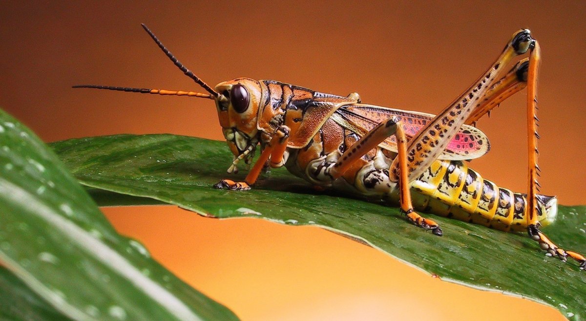 Новорожденные паучки