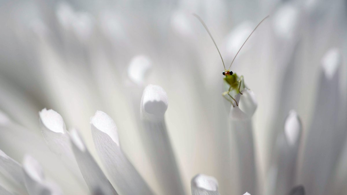 Фотообои насекомые