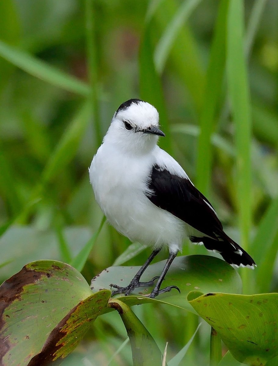 Маленькие пташки