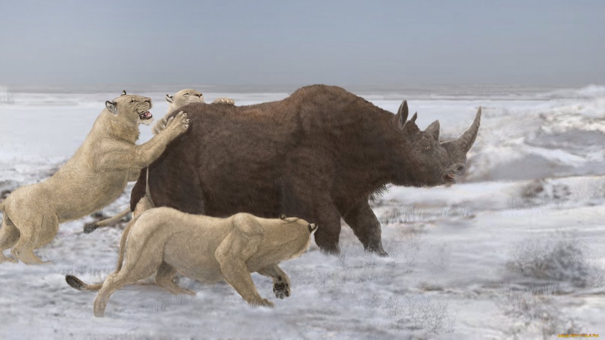 Шерстистый носорог ледникового периода