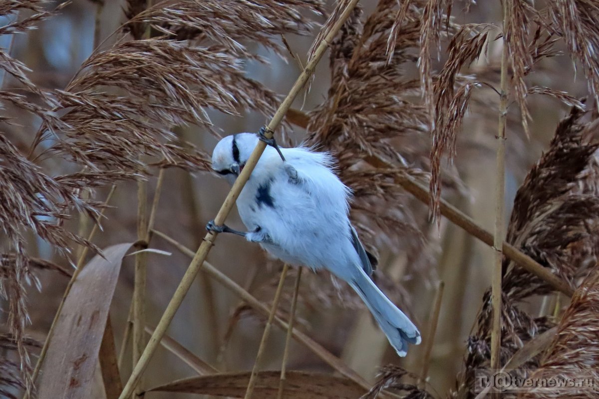 Длиннохвостая Горлица