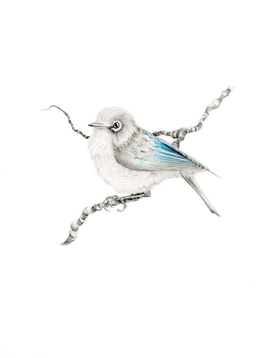 Сова сипуха альбинос