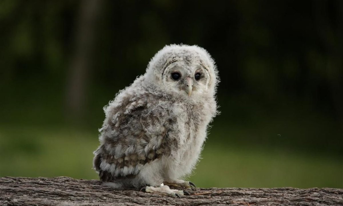 Золотоголовый певчий сорокопут