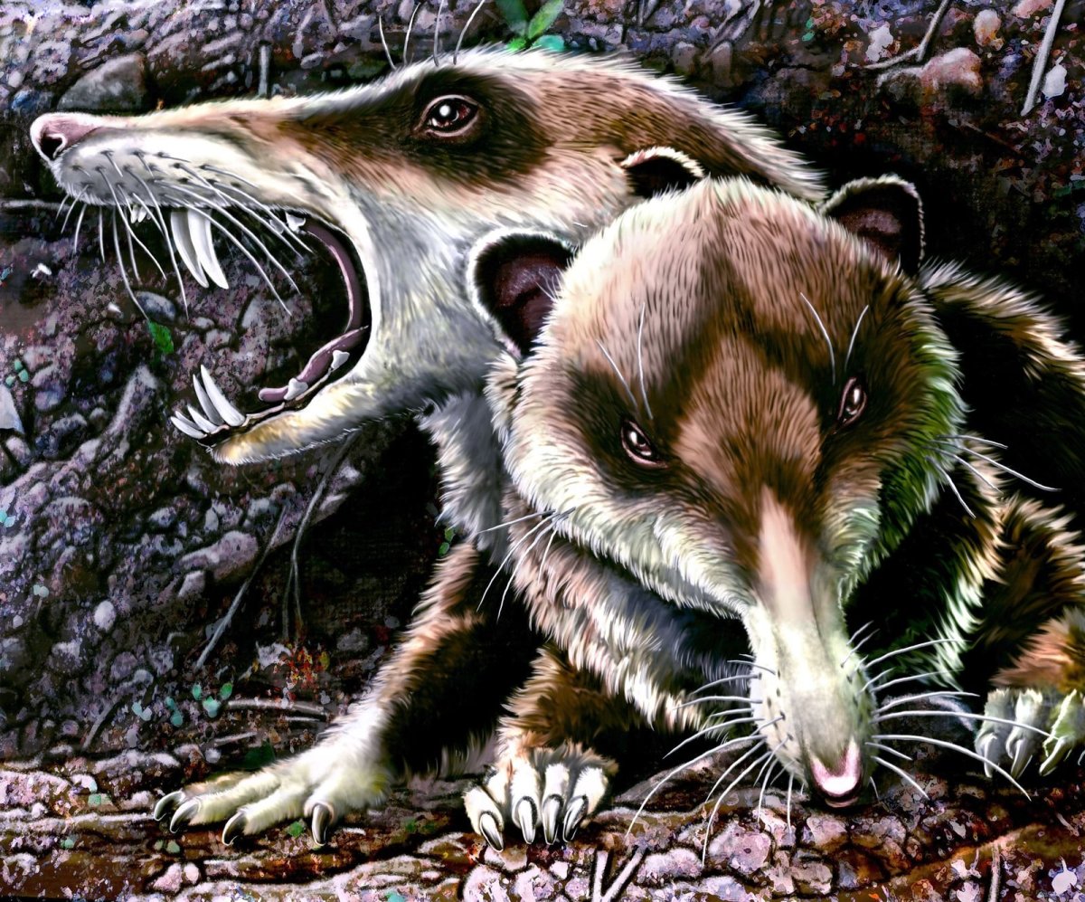 Белки демотиваторы