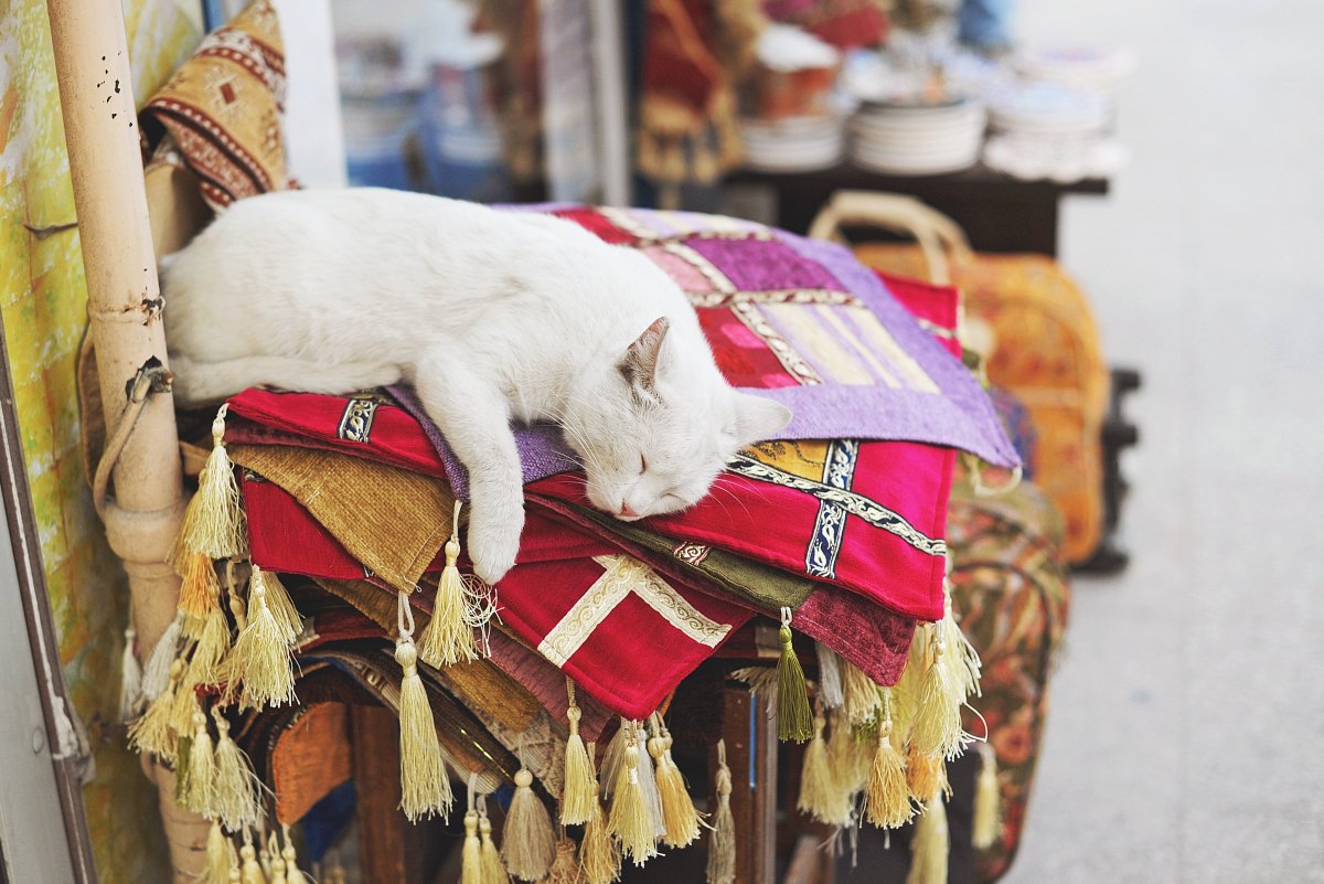 Котики Стамбула