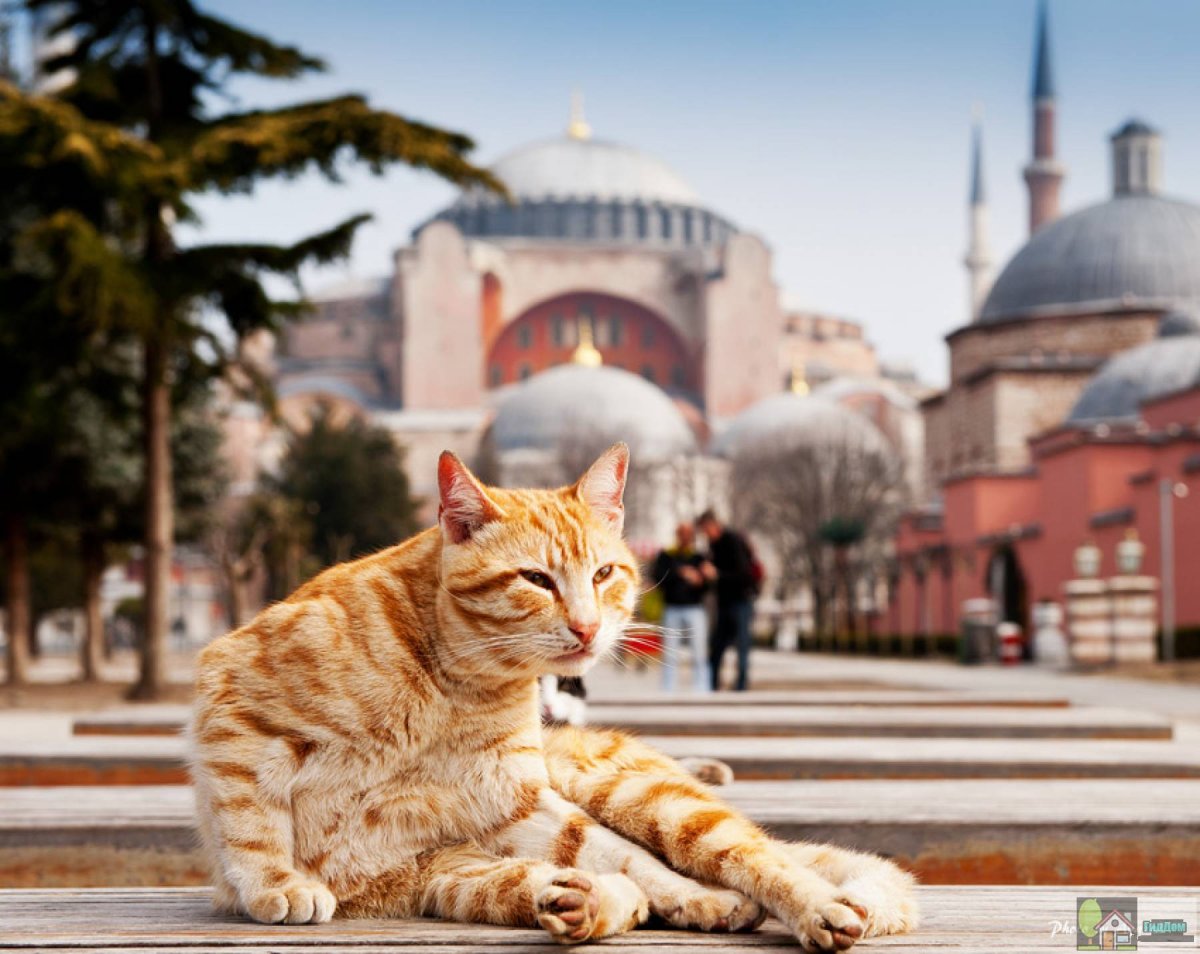 Кошки в Стамбуле