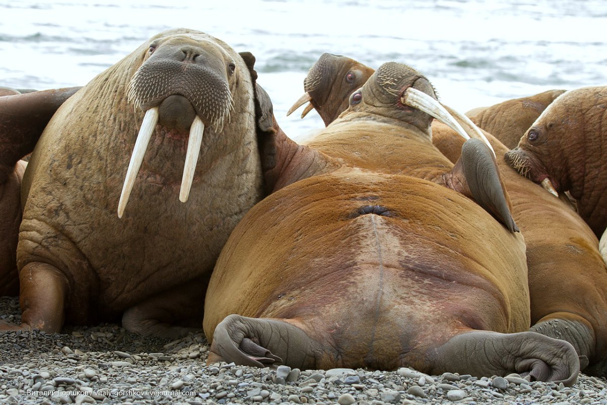 Морж Таймыр