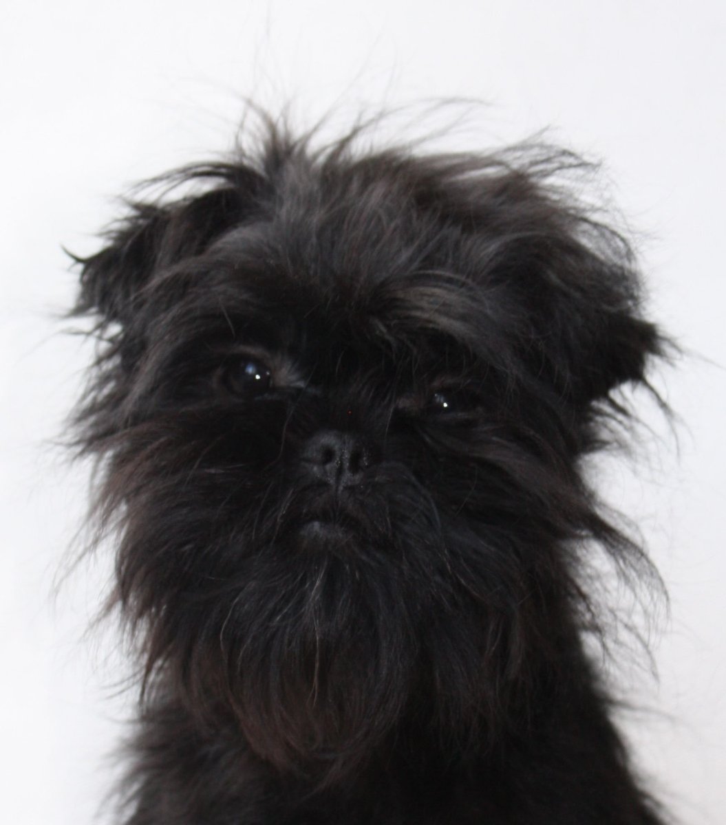 Гриффон на белом фоне