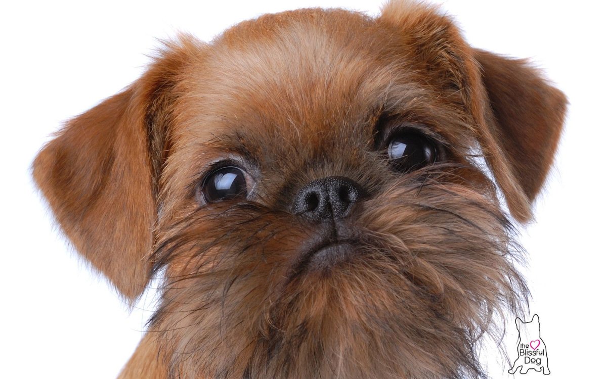 Гельбийский Грифон собака лысый