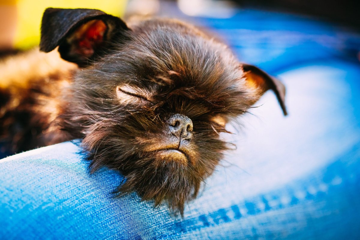 Картинки спокойной ночи собака Грифон