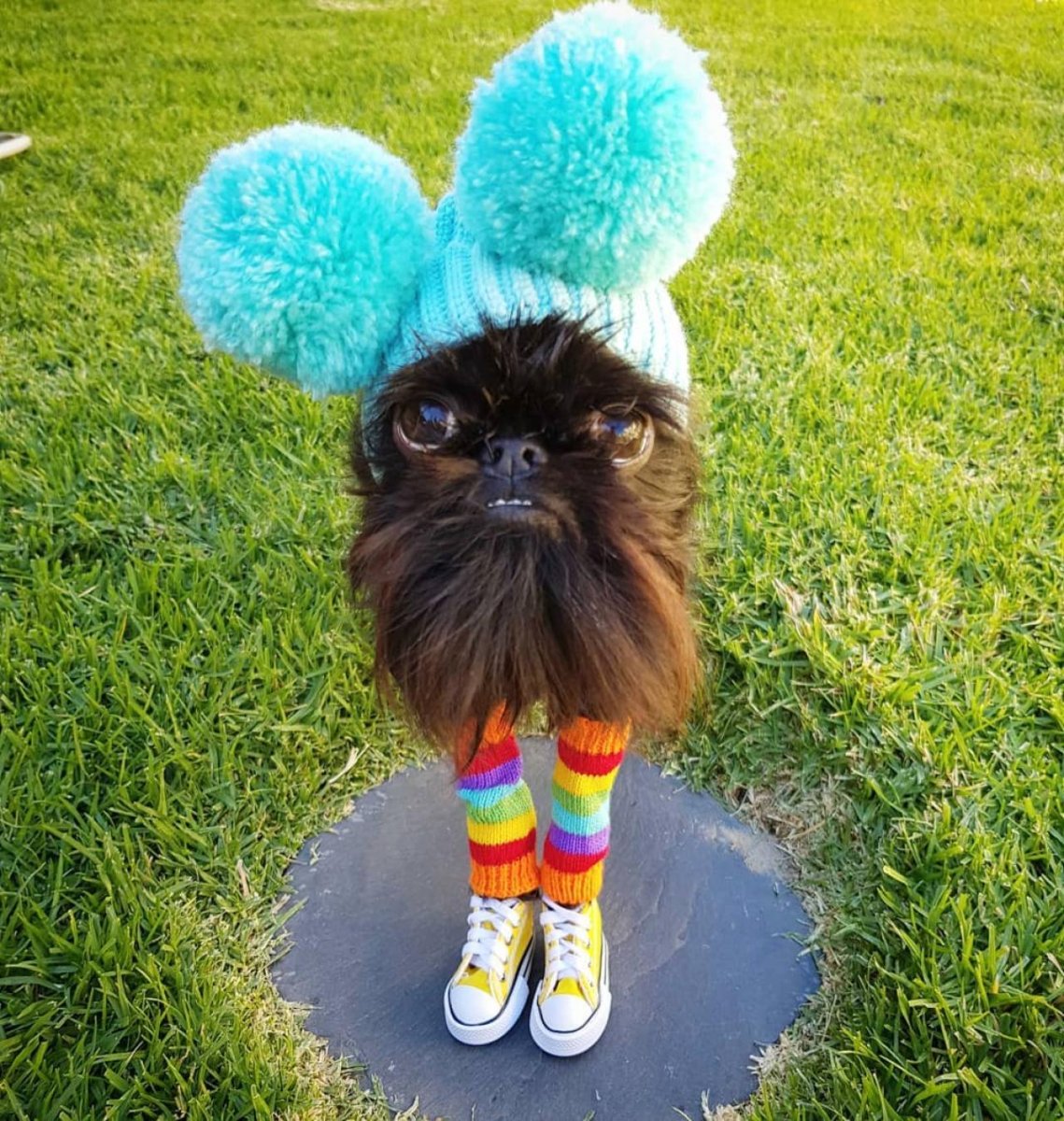 Офин пинчер обизяний пинчер