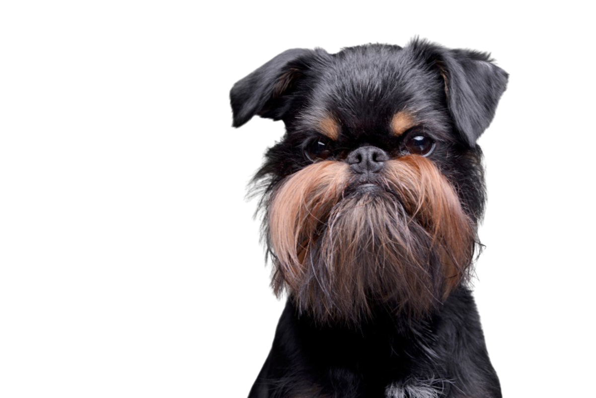 Брюссельский гриффон