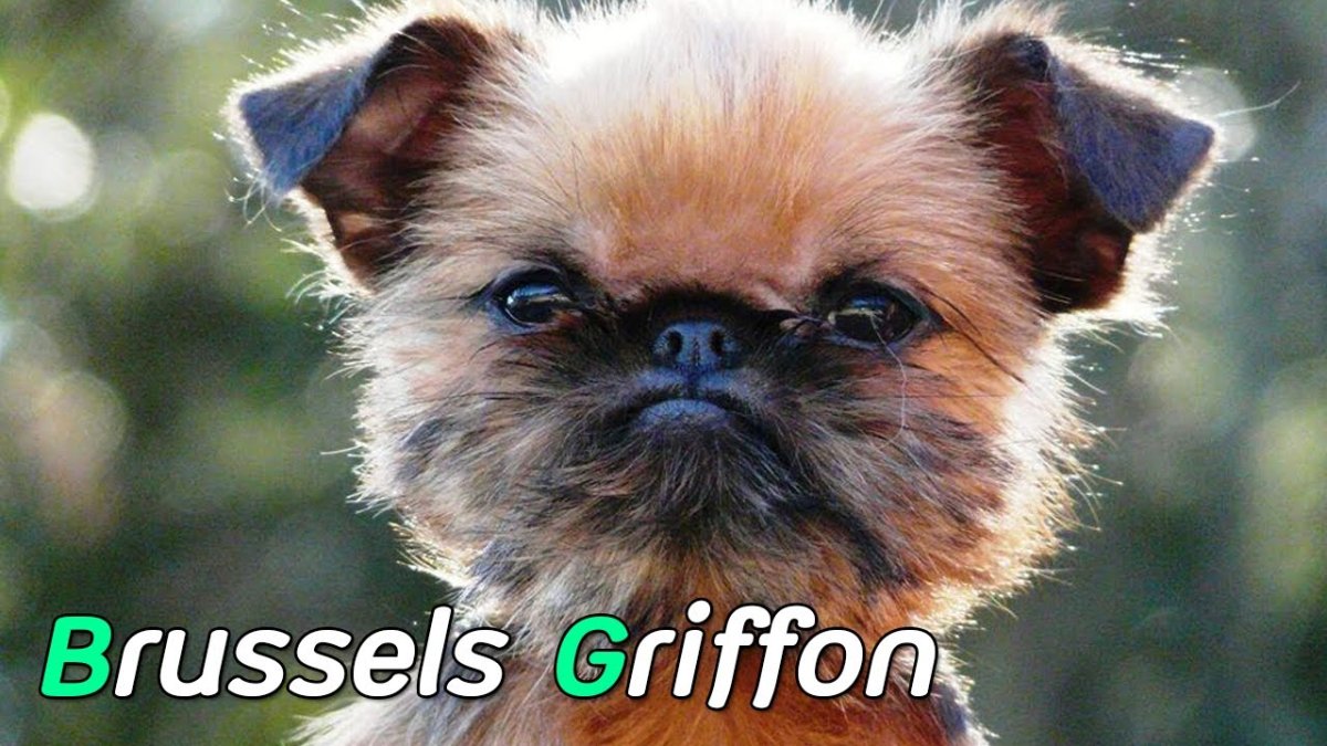 Собачка бельгийский гриффон