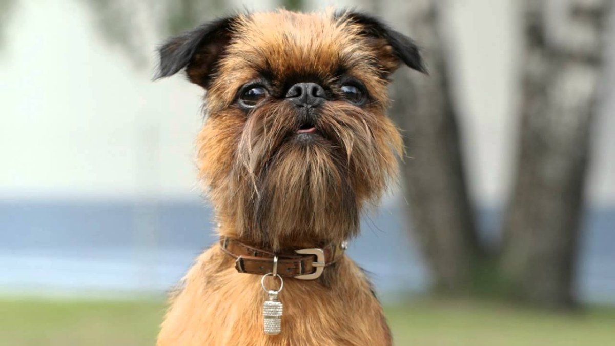 Аффенпинчер и Грифон