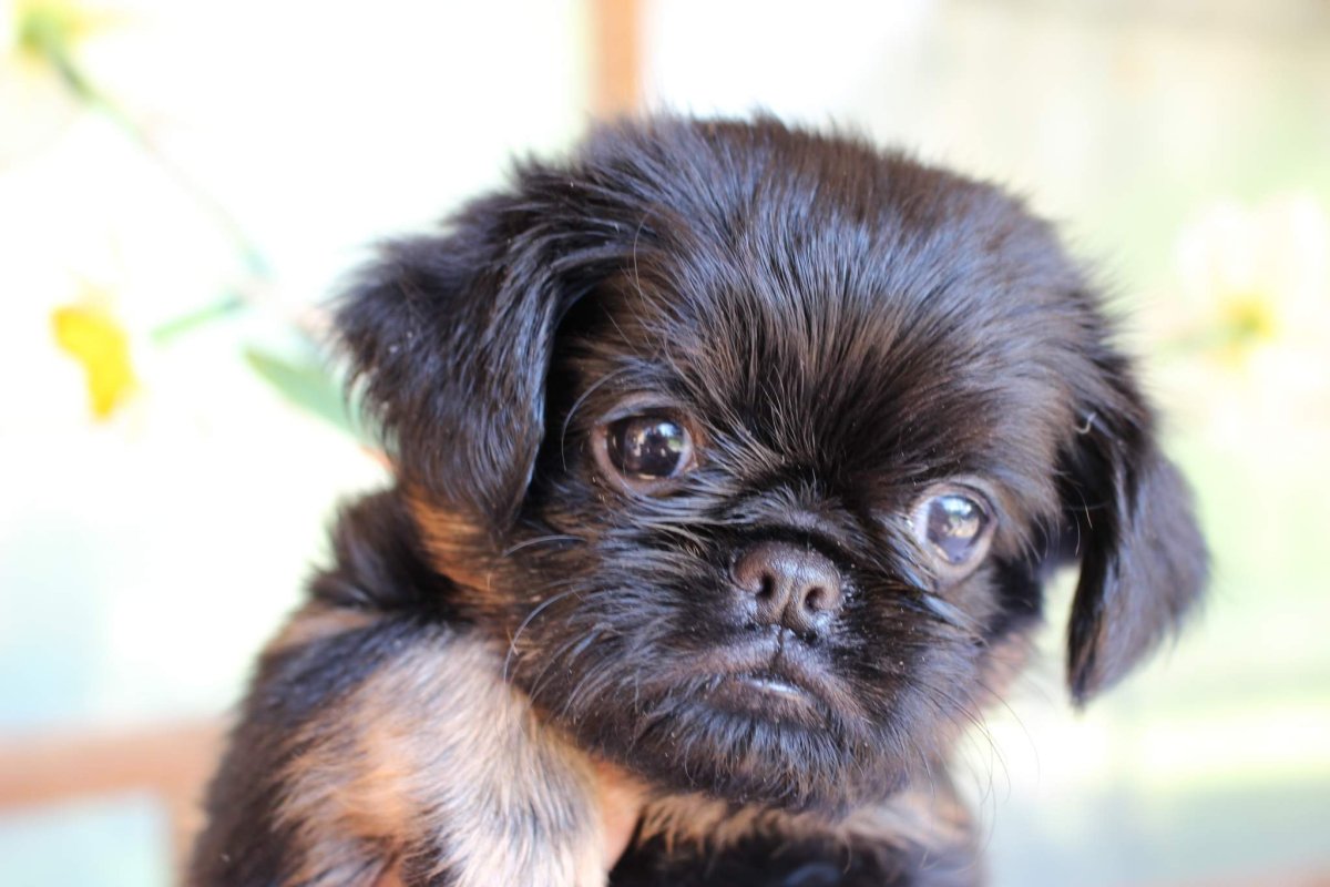 Смешное фото Брюссельский гриффон на траве