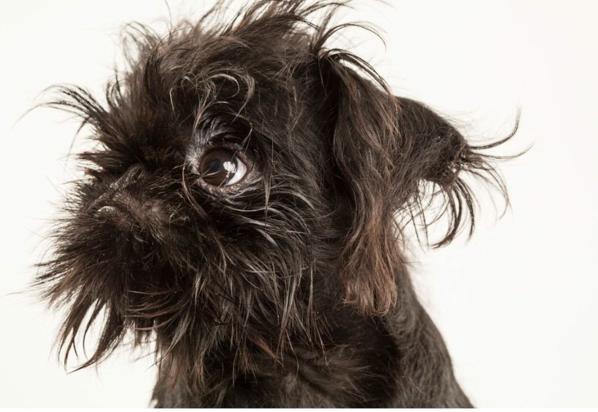 Брюссельский гриффон черный