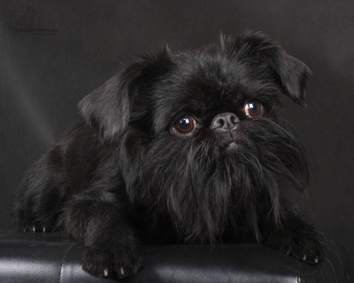 Бельгийский гриффон