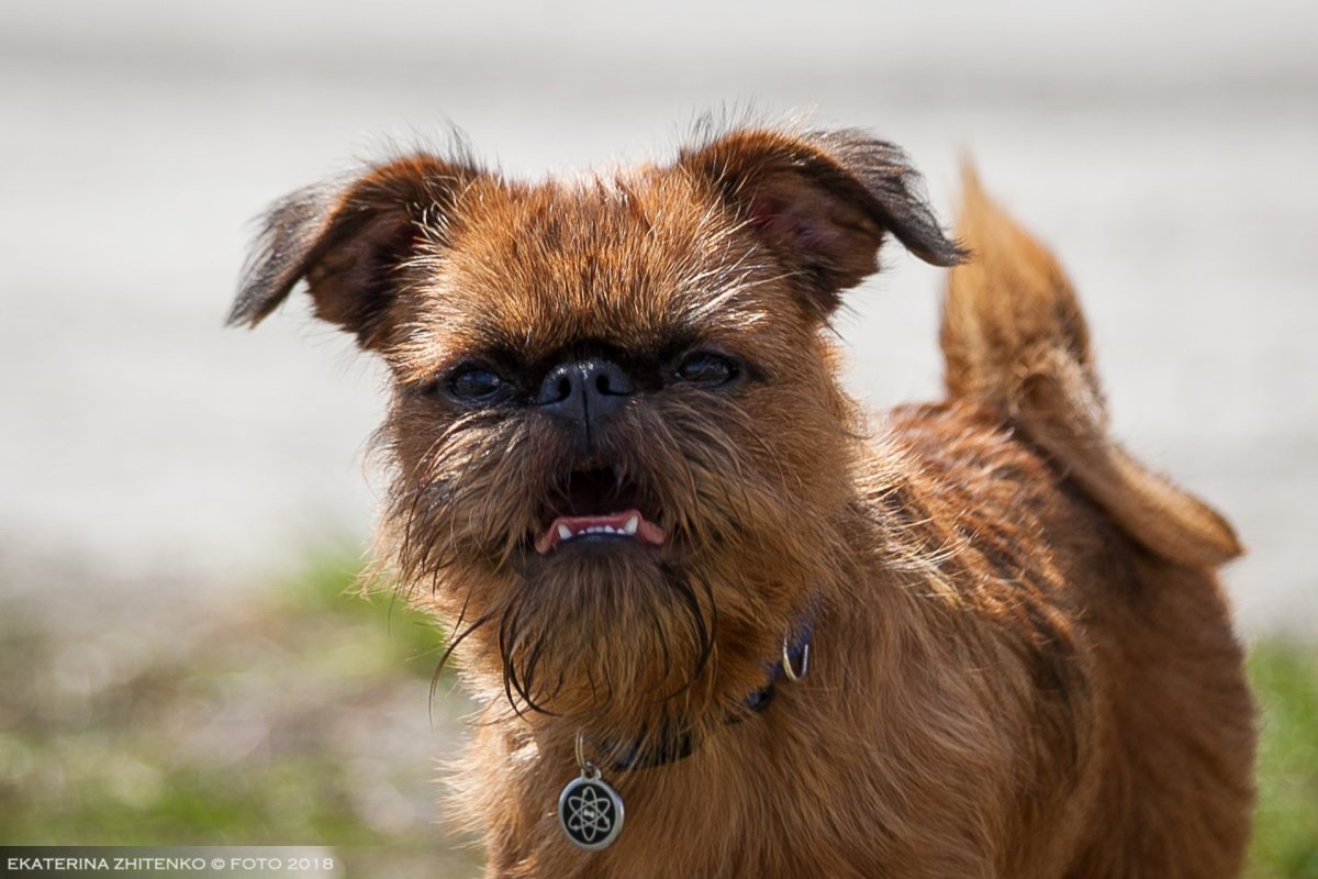 Бельгийский гриффон собака кальмар