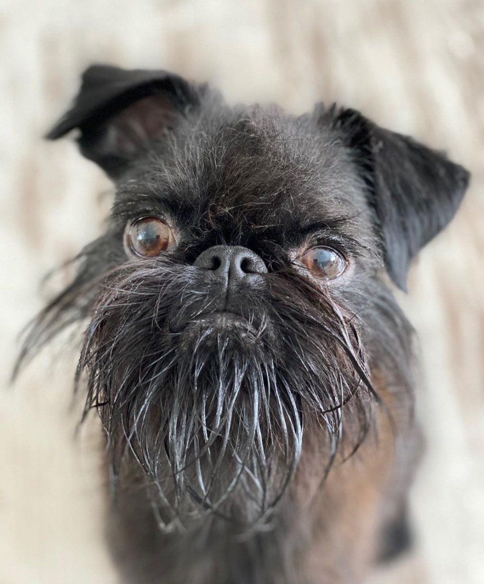 Гриффон порода