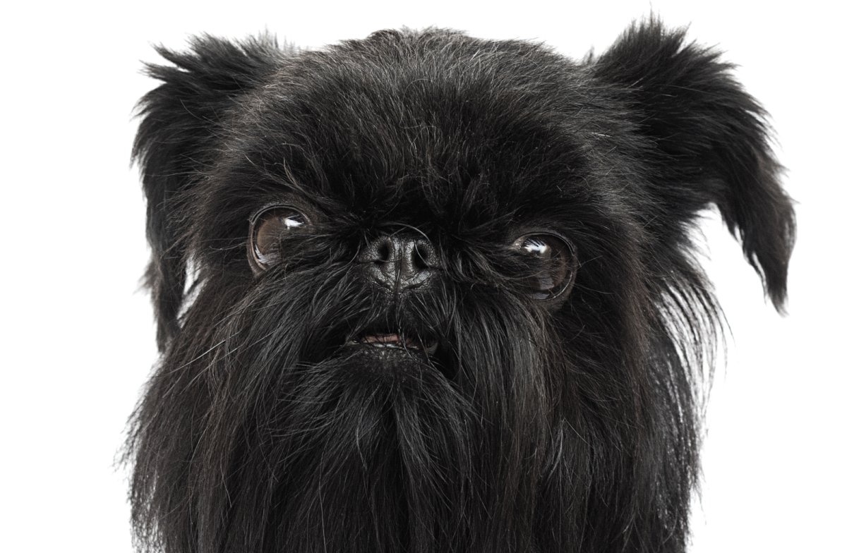 Гриффон длинношерстный