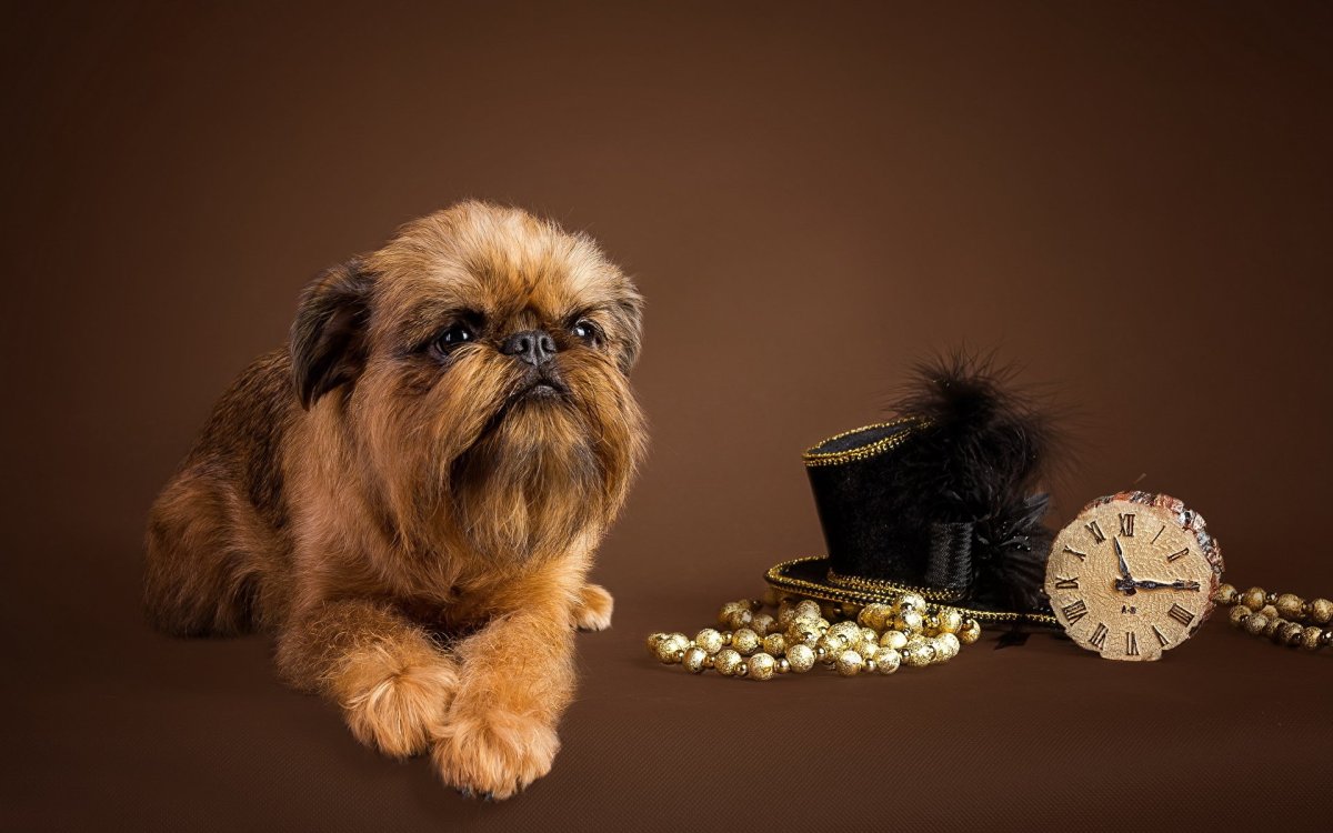 Смешные породы собак