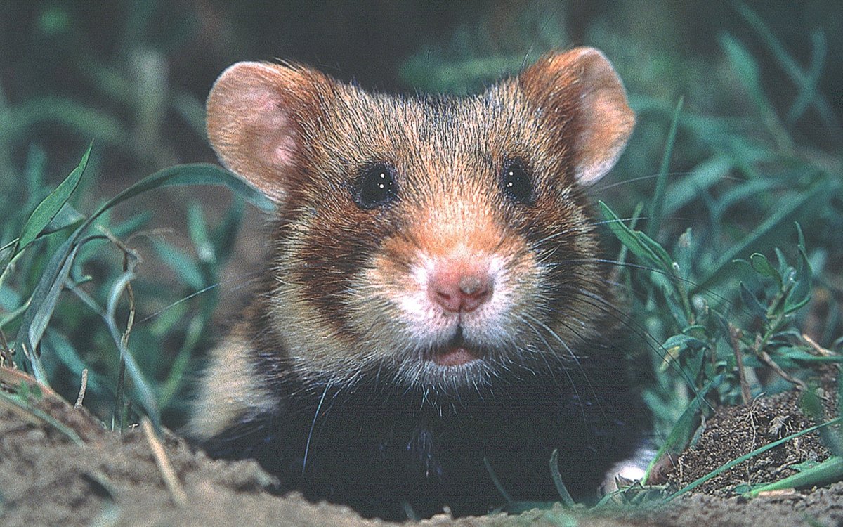 Сирийский хомячок джунгарик