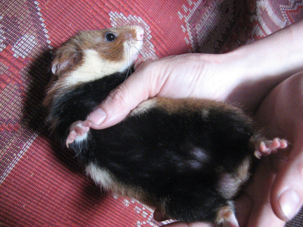 Обыкновенный хомяк Cricetus Cricetus