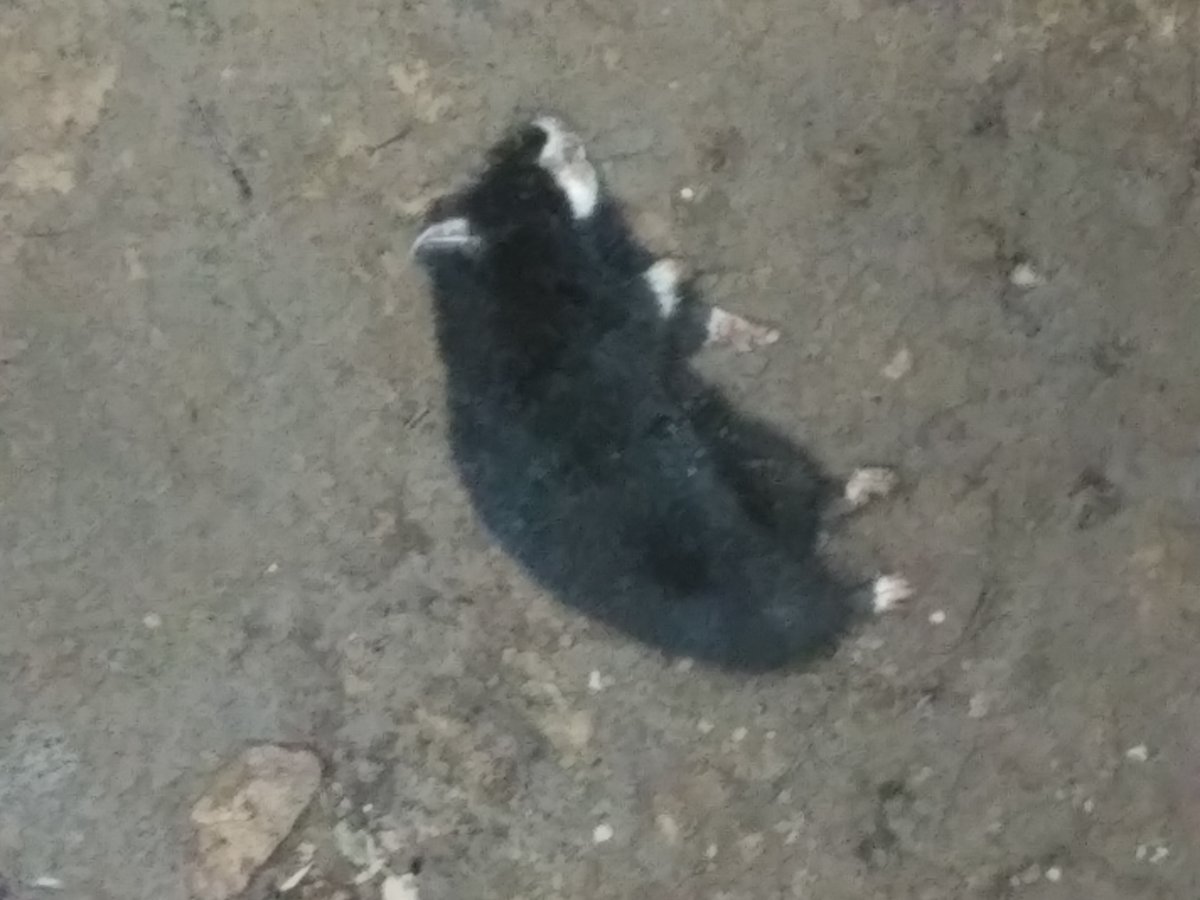 Лесной хомяк карбыш