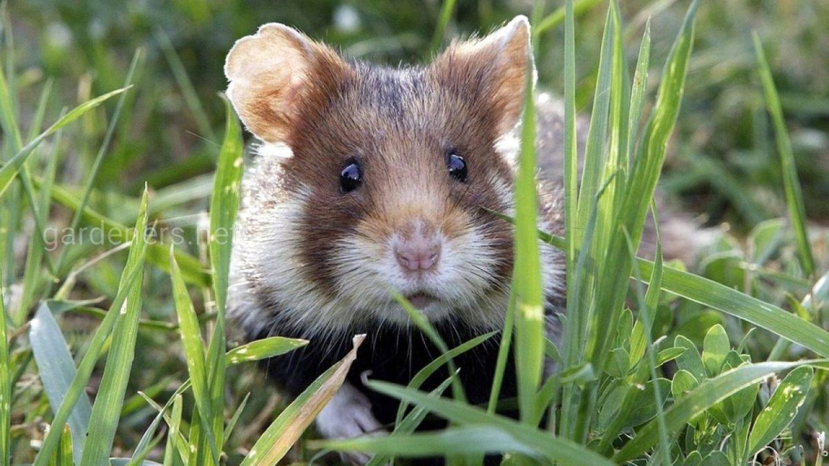 Полевой хомяк карбыш