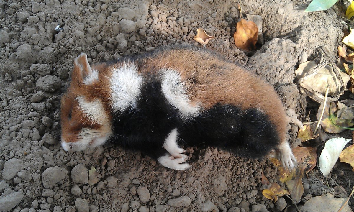 Хомяк Cricetus Cricetus карбыш оборона