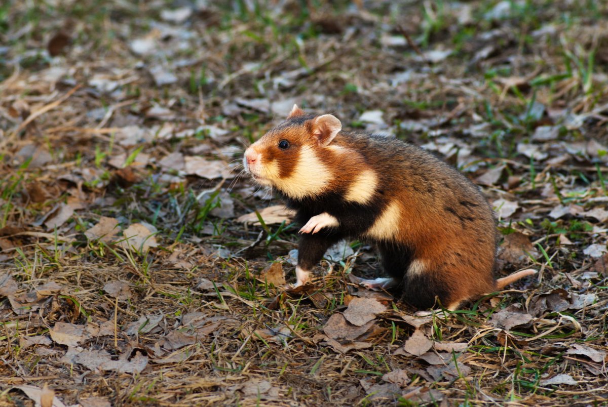 Дикий хомяк карбыш черный злой