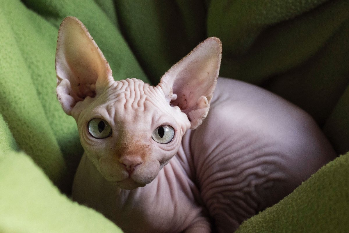 Канадский сфинкс Тоби