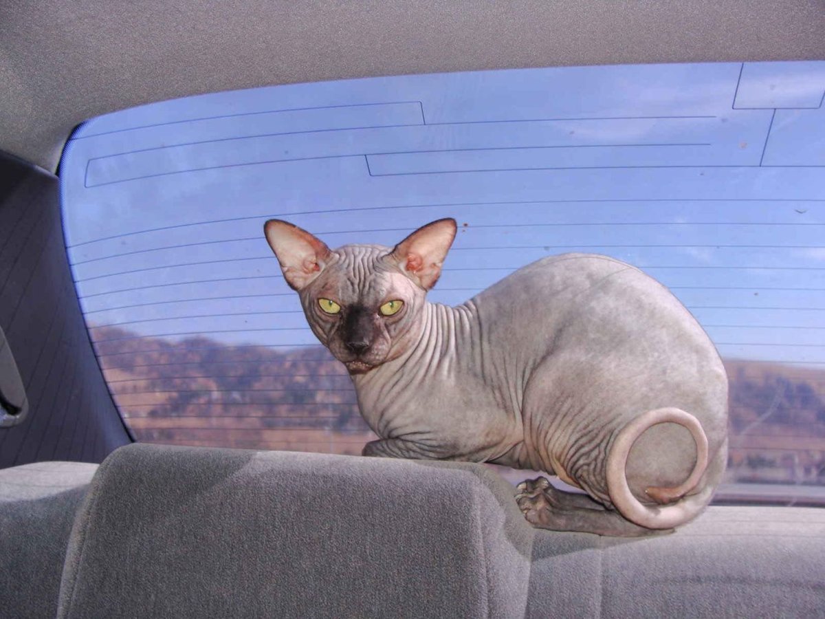 Джаспер безглазый сфинкс